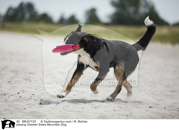playing Greater Swiss Mountain Dog / RR-67725