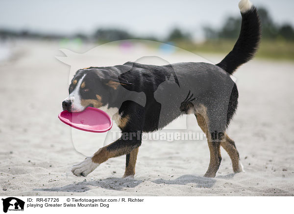 playing Greater Swiss Mountain Dog / RR-67726