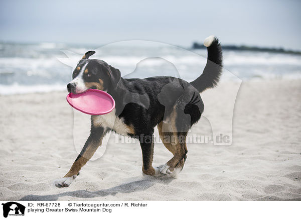 spielender Groer Schweizer Sennenhund / playing Greater Swiss Mountain Dog / RR-67728