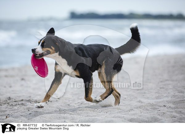 playing Greater Swiss Mountain Dog / RR-67732