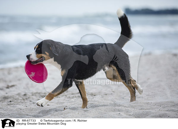 playing Greater Swiss Mountain Dog / RR-67733