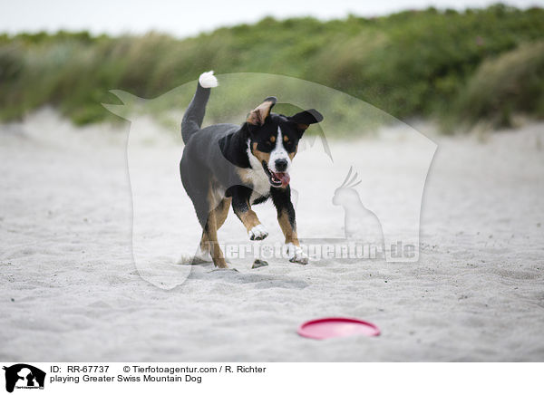 playing Greater Swiss Mountain Dog / RR-67737