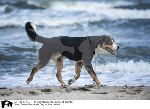Groer Schweizer Sennenhund am Strand / Great Swiss Mountain Dog at the beach / RR-67749