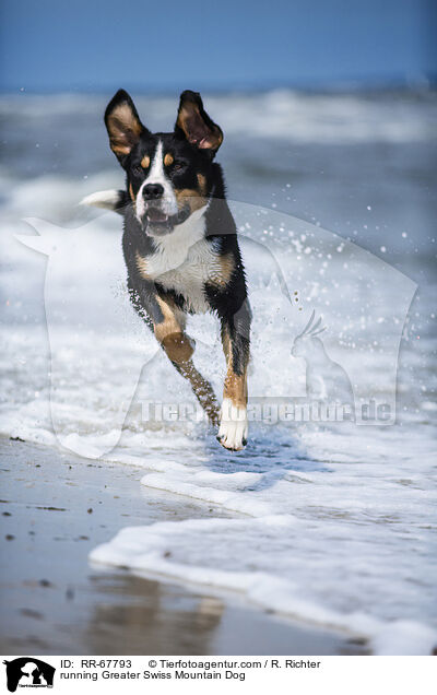 running Greater Swiss Mountain Dog / RR-67793