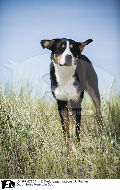 Great Swiss Mountain Dog / RR-67797