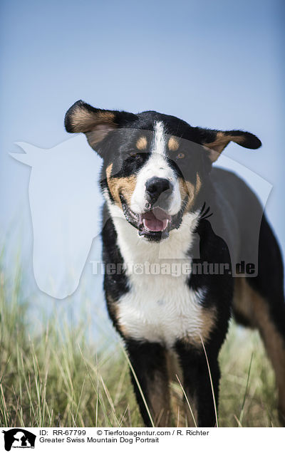 Greater Swiss Mountain Dog Portrait / RR-67799