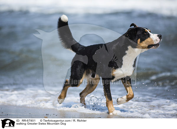 walking Greater Swiss Mountain Dog / RR-67801
