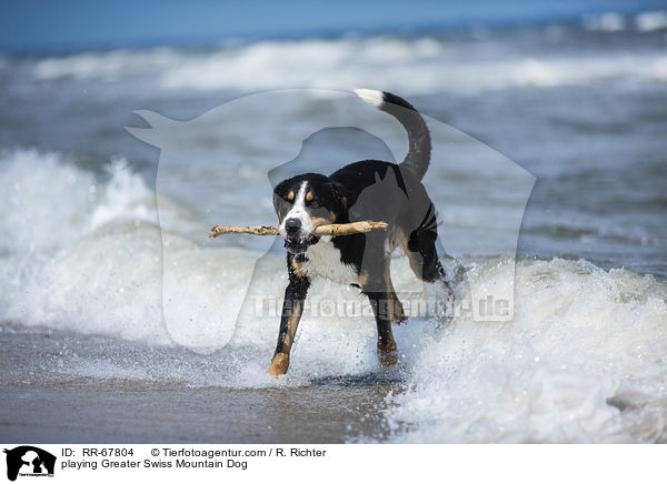 spielender Groer Schweizer Sennenhund / playing Greater Swiss Mountain Dog / RR-67804