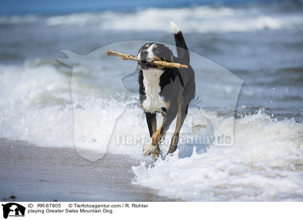 spielender Groer Schweizer Sennenhund / playing Greater Swiss Mountain Dog / RR-67805