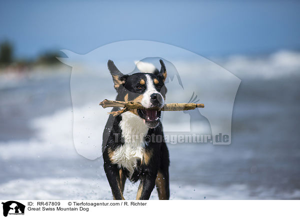 Groer Schweizer Sennenhund / Great Swiss Mountain Dog / RR-67809