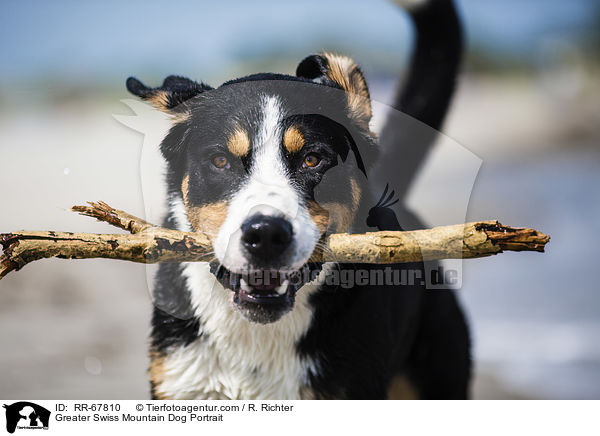 Groer Schweizer Sennenhund Portrait / Greater Swiss Mountain Dog Portrait / RR-67810