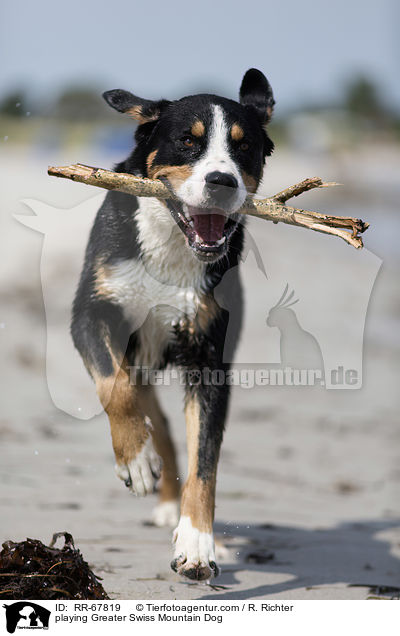 playing Greater Swiss Mountain Dog / RR-67819