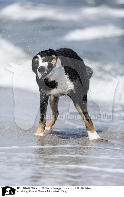 shaking Great Swiss Mountain Dog / RR-67822