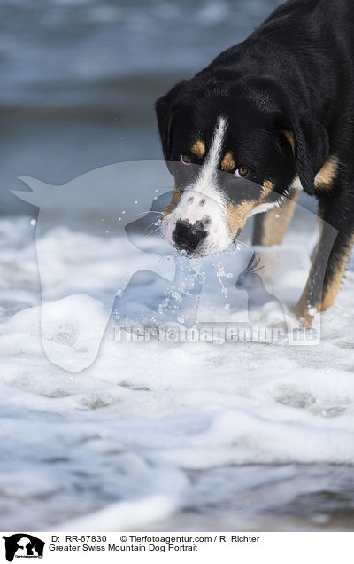 Groer Schweizer Sennenhund Portrait / Greater Swiss Mountain Dog Portrait / RR-67830