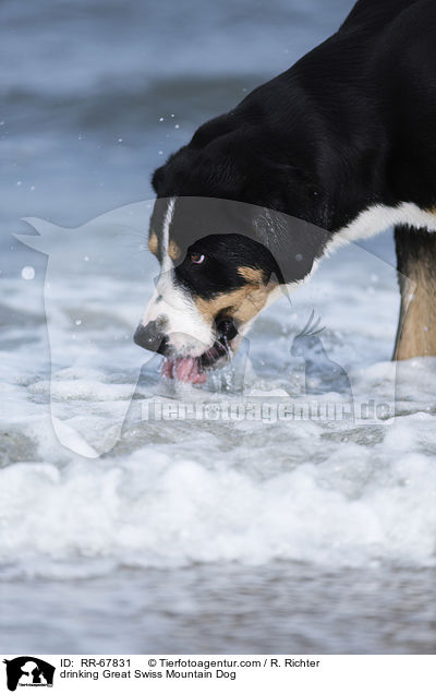 trinkender Groer Schweizer Sennenhund / drinking Great Swiss Mountain Dog / RR-67831