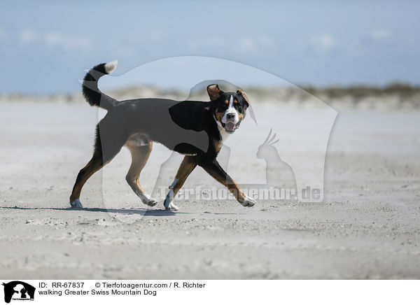 walking Greater Swiss Mountain Dog / RR-67837