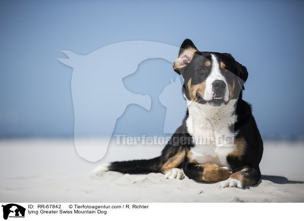 liegender Groer Schweizer Sennenhund / lying Greater Swiss Mountain Dog / RR-67842