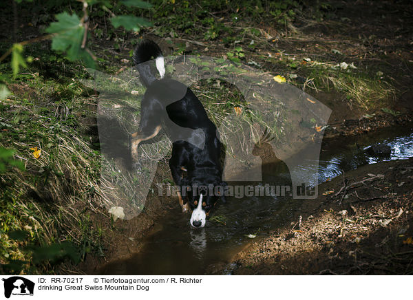 trinkender Groer Schweizer Sennenhund / drinking Great Swiss Mountain Dog / RR-70217