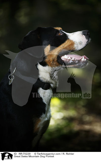 Great Swiss Mountain Dog Portrait / RR-70229