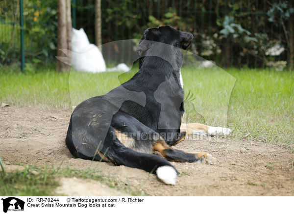 Great Swiss Mountain Dog looks at cat / RR-70244