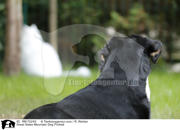 Groer Schweizer Sennenhund Portrait / Great Swiss Mountain Dog Portrait / RR-70245