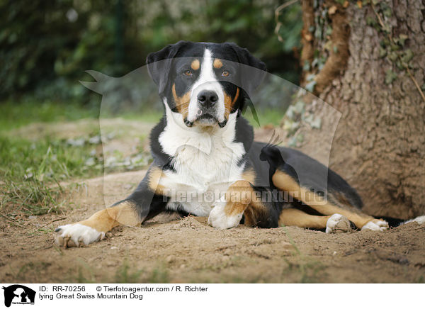 lying Great Swiss Mountain Dog / RR-70256