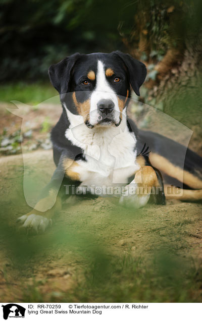 lying Great Swiss Mountain Dog / RR-70259
