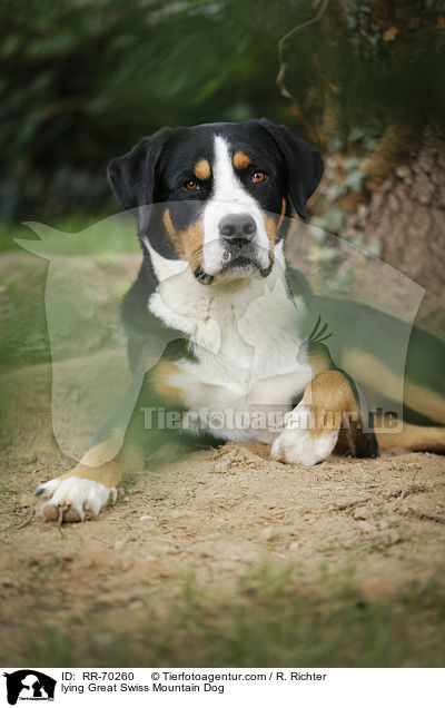 lying Great Swiss Mountain Dog / RR-70260