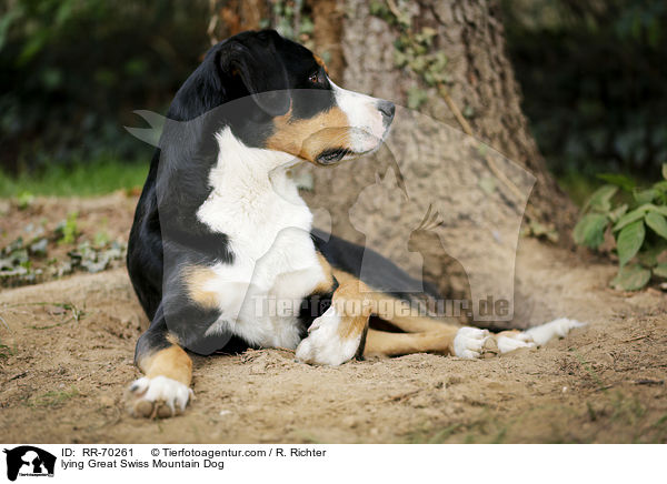 lying Great Swiss Mountain Dog / RR-70261