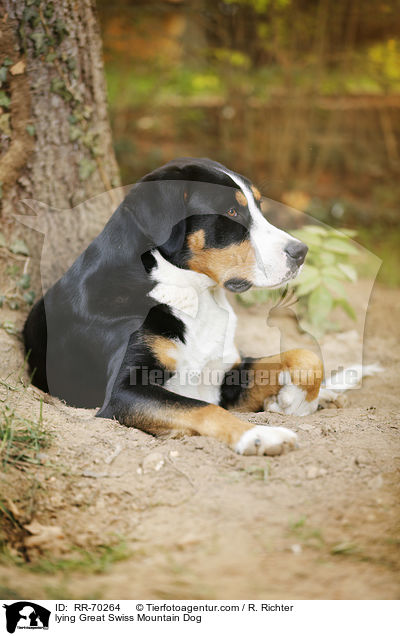 lying Great Swiss Mountain Dog / RR-70264