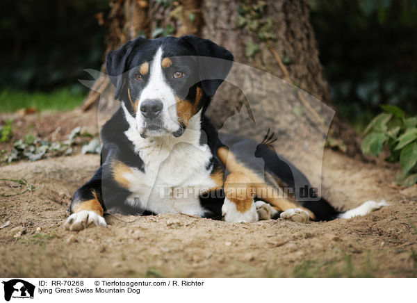 lying Great Swiss Mountain Dog / RR-70268