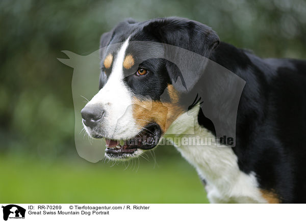 Great Swiss Mountain Dog Portrait / RR-70269