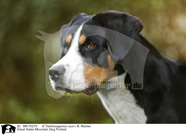 Great Swiss Mountain Dog Portrait / RR-70270