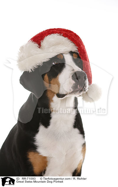 Great Swiss Mountain Dog Portrait / RR-71093