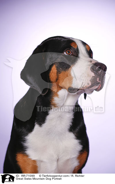 Great Swiss Mountain Dog Portrait / RR-71099