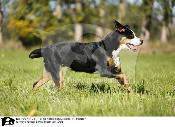 running Great Swiss Mountain Dog / RR-71101
