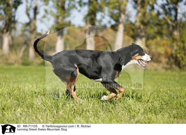 running Great Swiss Mountain Dog / RR-71105