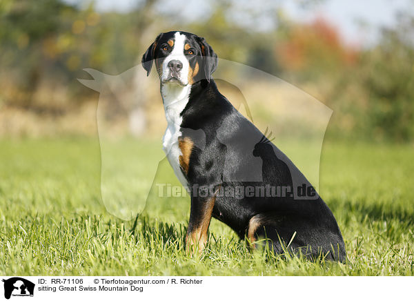 sitting Great Swiss Mountain Dog / RR-71106