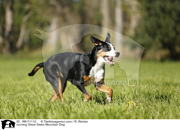 running Great Swiss Mountain Dog / RR-71110