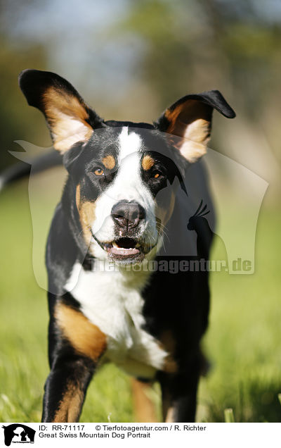 Great Swiss Mountain Dog Portrait / RR-71117