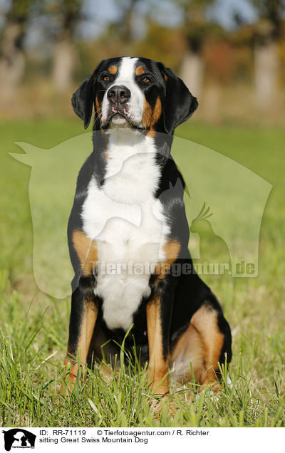 sitting Great Swiss Mountain Dog / RR-71119