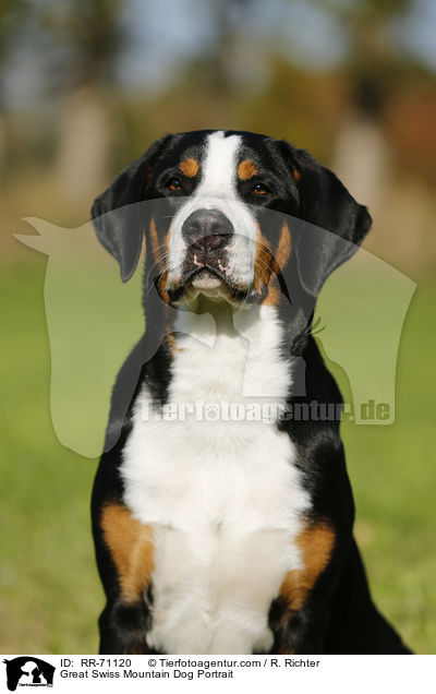 Great Swiss Mountain Dog Portrait / RR-71120