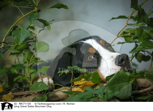 liegender Groer Schweizer Sennenhund / lying Great Swiss Mountain Dog / RR-71139