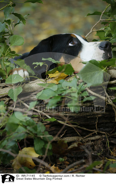 Groer Schweizer Sennenhund Portrait / Great Swiss Mountain Dog Portrait / RR-71145