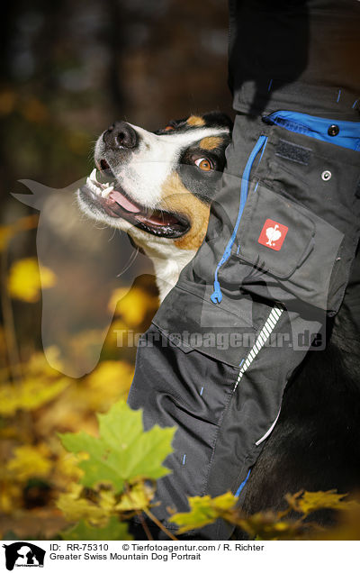 Greater Swiss Mountain Dog Portrait / RR-75310