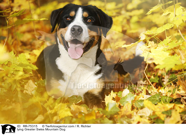 lying Greater Swiss Mountain Dog / RR-75315