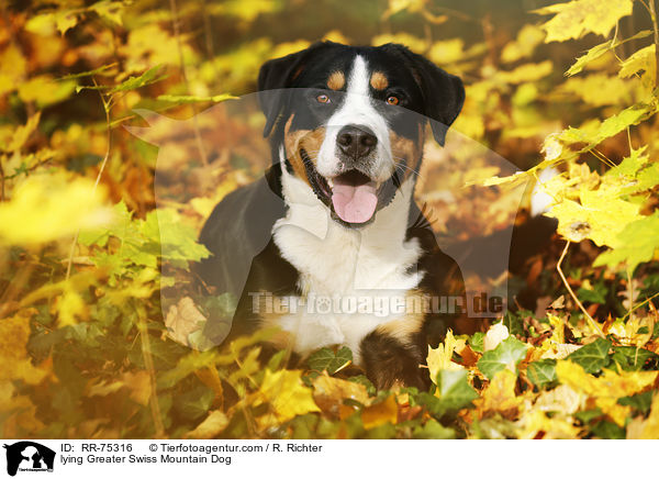 lying Greater Swiss Mountain Dog / RR-75316