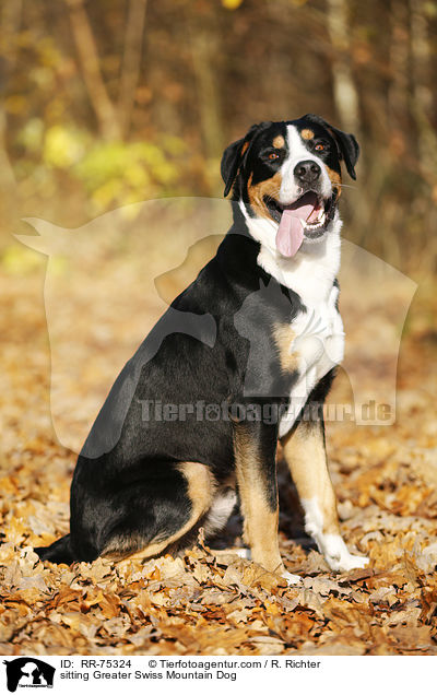sitting Greater Swiss Mountain Dog / RR-75324