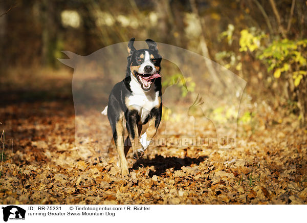 running Greater Swiss Mountain Dog / RR-75331
