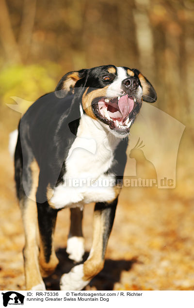 running Greater Swiss Mountain Dog / RR-75336